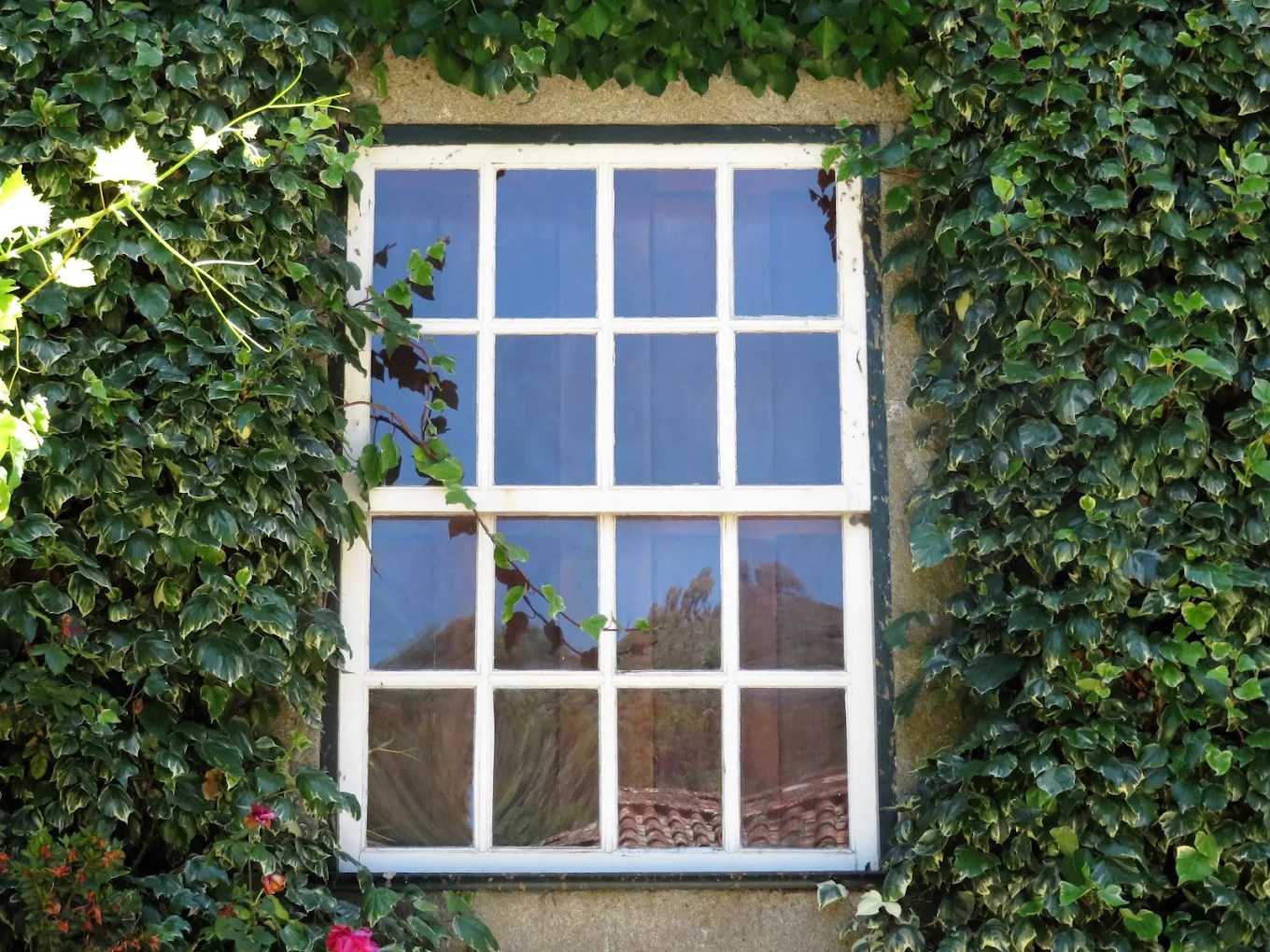 janela antiga rodeada de heras