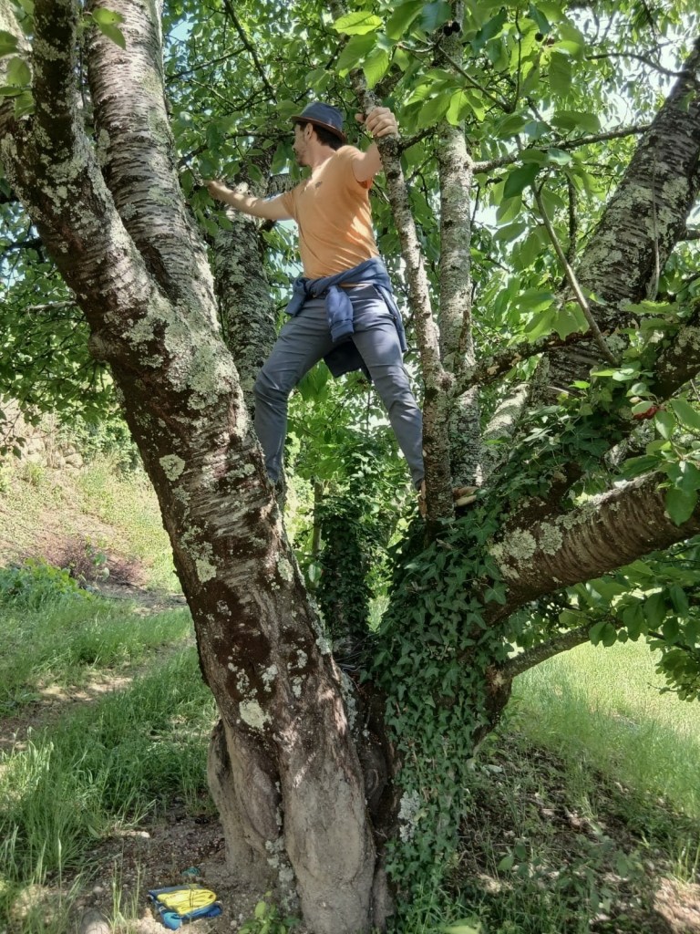 Eu no cimo de uma cerejeira