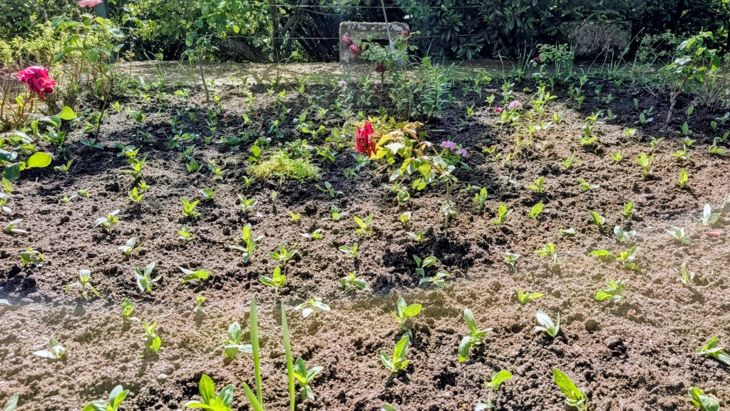 Canteiro com flores acabadas de plantar na Fundação Eça de Queiroz