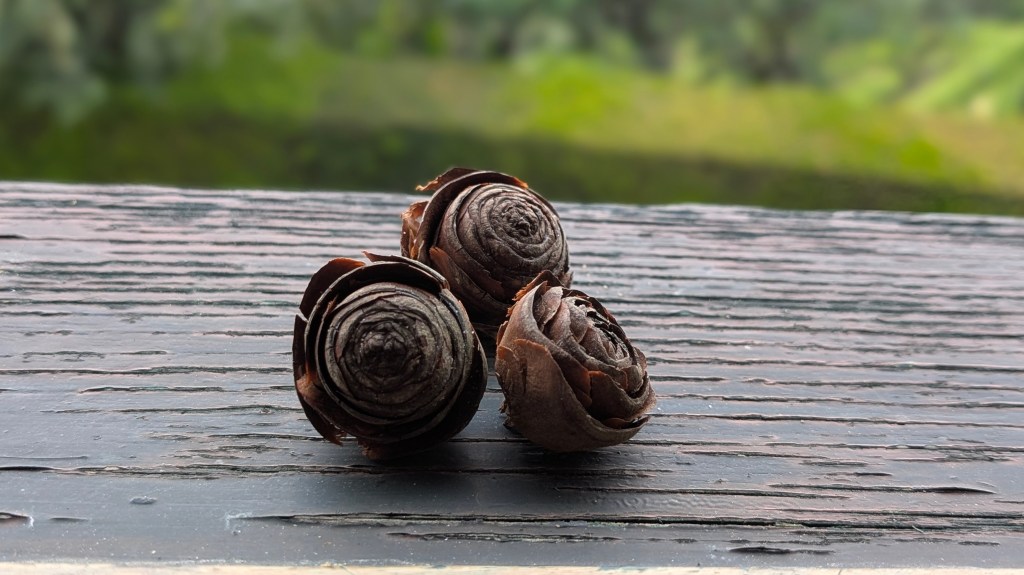 3 pinhas em forma de botão de rosa